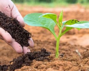 organic-fertilizer